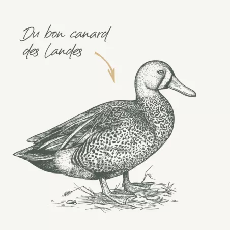 Adulte Sans Céréales - Canard