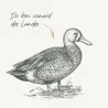 Adulte toutes races - Canard