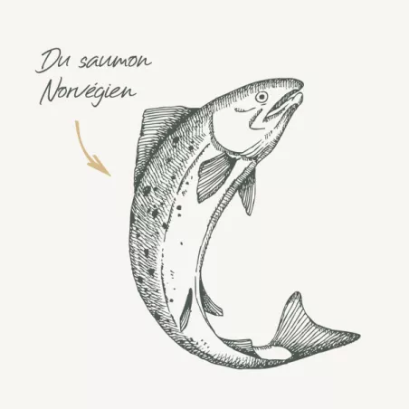 Chat Sans Céréales - Saumon