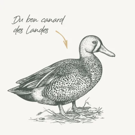 Moulin - Canard Carotte